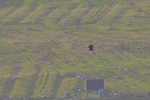 White Tailed Sea Eagles at Loch Erisort Hotel: Accommodation, Bed and Breakfast, Restaurant and Bar, Isle of Lewis and Harris, Outer Hebrides, UK